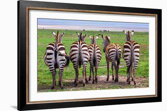 Plains Zebras, Tanzania-Art Wolfe-Framed Giclee Print