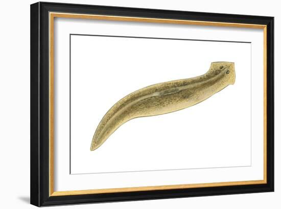 Planaria (Planaria Agilis), Platyhelminths, Invertebrates-Encyclopaedia Britannica-Framed Art Print