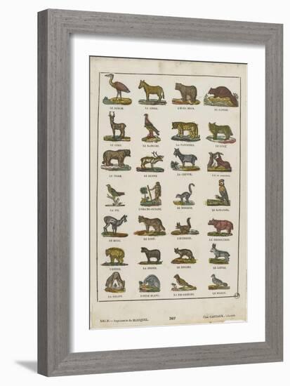 Planche animalière-null-Framed Giclee Print