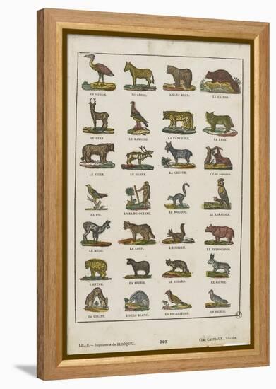 Planche animalière-null-Framed Premier Image Canvas