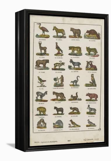 Planche animalière-null-Framed Premier Image Canvas