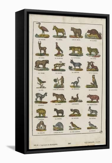 Planche animalière-null-Framed Premier Image Canvas