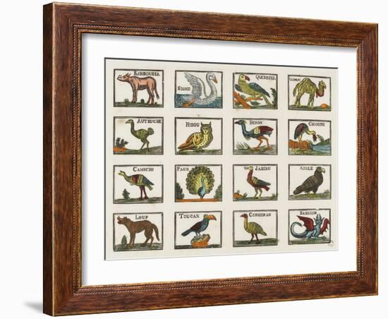 Planche d'animaux-null-Framed Giclee Print