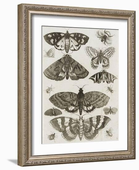 Planche d'insectes-null-Framed Giclee Print