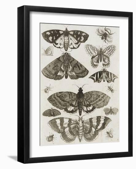 Planche d'insectes-null-Framed Giclee Print