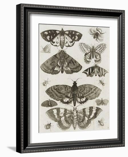 Planche d'insectes-null-Framed Giclee Print