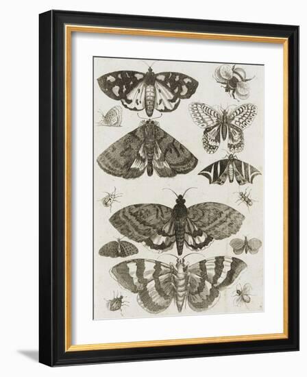 Planche d'insectes-null-Framed Giclee Print