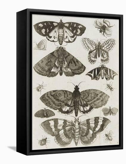 Planche d'insectes-null-Framed Premier Image Canvas