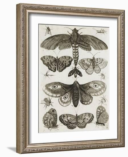 Planche d'insectes-null-Framed Giclee Print