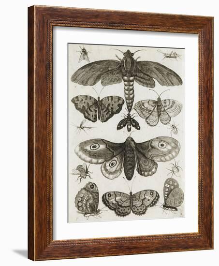 Planche d'insectes-null-Framed Giclee Print