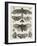 Planche d'insectes-null-Framed Giclee Print