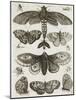 Planche d'insectes-null-Mounted Giclee Print