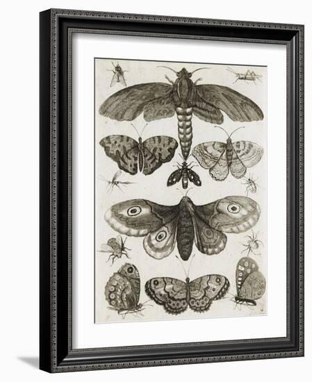 Planche d'insectes-null-Framed Giclee Print