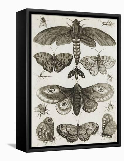 Planche d'insectes-null-Framed Premier Image Canvas