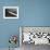 Plane Spraying Alfalfa Fields in Imperial Valley with Ddt-Loomis Dean-Framed Photographic Print displayed on a wall