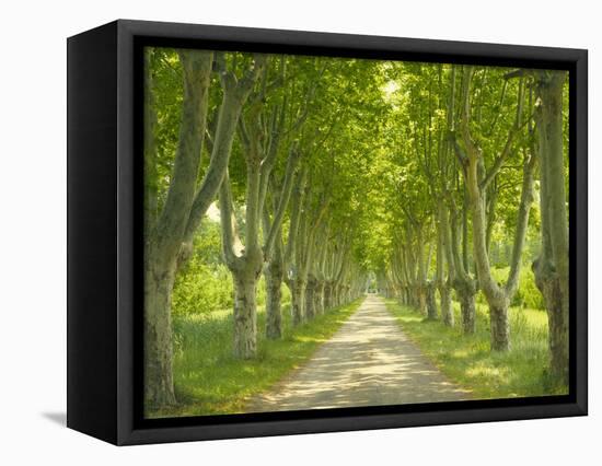 Plane Trees, Avenue-Thonig-Framed Premier Image Canvas