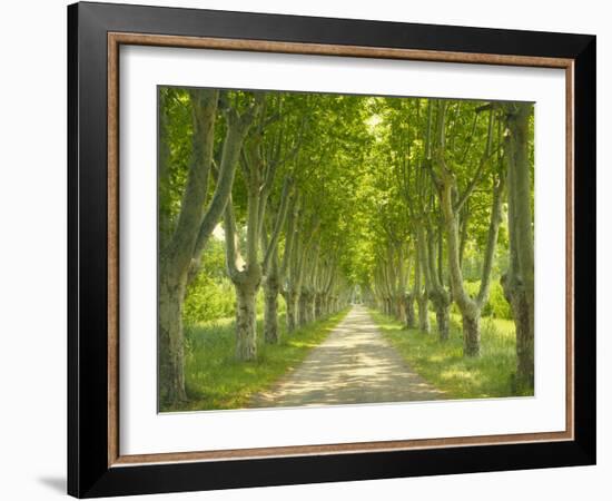 Plane Trees, Avenue-Thonig-Framed Photographic Print