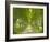 Plane Trees, Avenue-Thonig-Framed Photographic Print