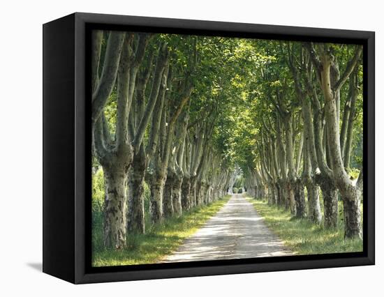 Plane Trees, Avenue-Thonig-Framed Premier Image Canvas