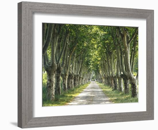 Plane Trees, Avenue-Thonig-Framed Photographic Print