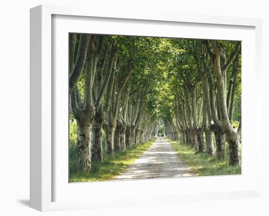 Plane Trees, Avenue-Thonig-Framed Photographic Print