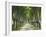 Plane Trees, Avenue-Thonig-Framed Photographic Print