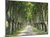 Plane Trees, Avenue-Thonig-Mounted Photographic Print