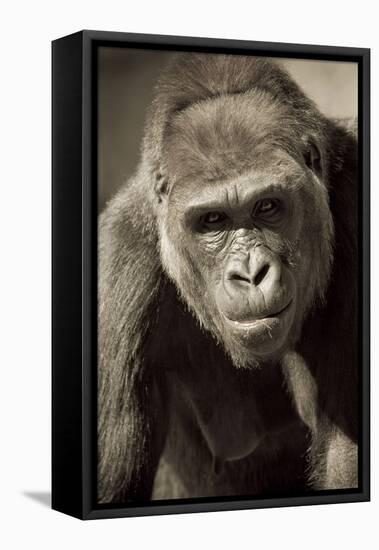 Planet of the Apes-Susann Parker-Framed Premier Image Canvas