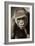 Planet of the Apes-Susann Parker-Framed Photographic Print