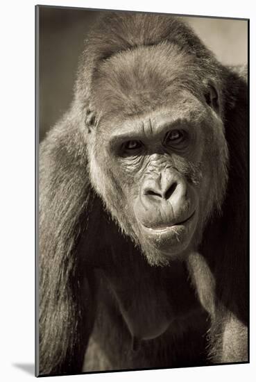 Planet of the Apes-Susann Parker-Mounted Photographic Print