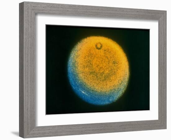 Planet Uranus, Taken by Voyager 2-null-Framed Photographic Print