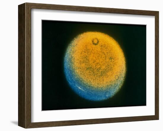 Planet Uranus, Taken by Voyager 2-null-Framed Photographic Print