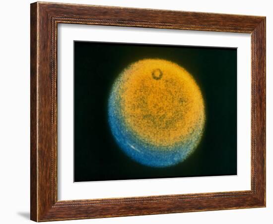 Planet Uranus, Taken by Voyager 2-null-Framed Photographic Print