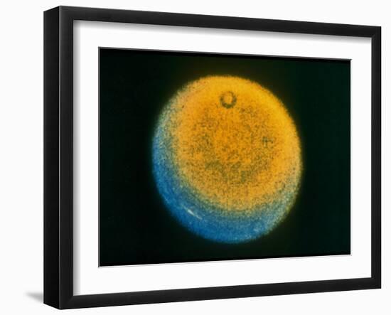 Planet Uranus, Taken by Voyager 2-null-Framed Photographic Print