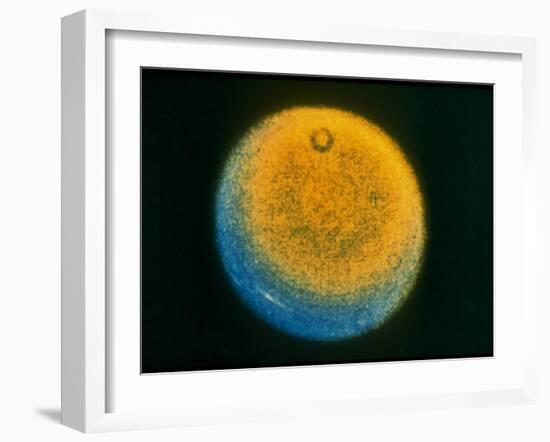 Planet Uranus, Taken by Voyager 2-null-Framed Photographic Print