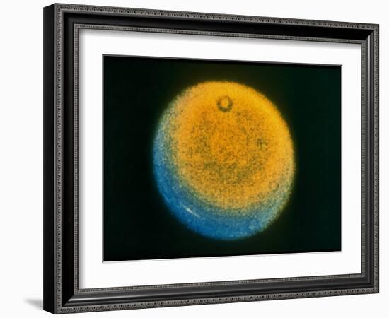 Planet Uranus, Taken by Voyager 2-null-Framed Photographic Print