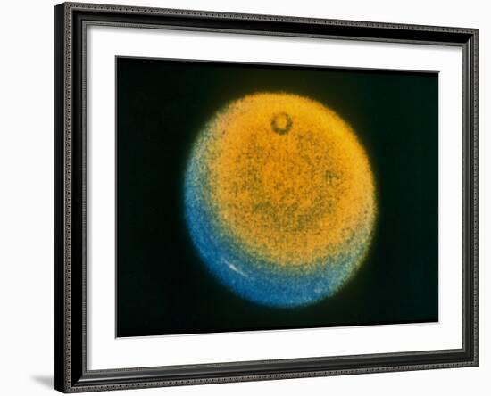 Planet Uranus, Taken by Voyager 2-null-Framed Photographic Print