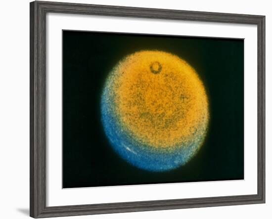 Planet Uranus, Taken by Voyager 2-null-Framed Photographic Print