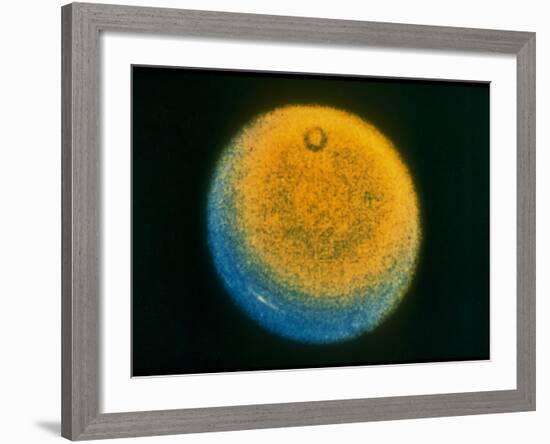 Planet Uranus, Taken by Voyager 2-null-Framed Photographic Print