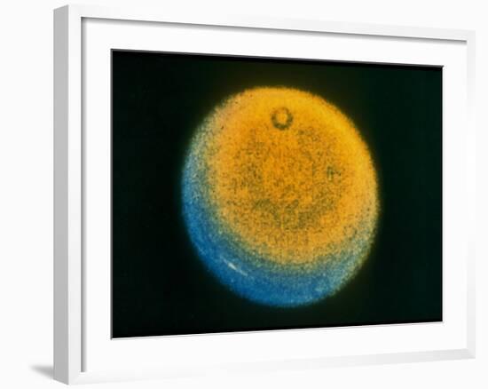 Planet Uranus, Taken by Voyager 2-null-Framed Photographic Print