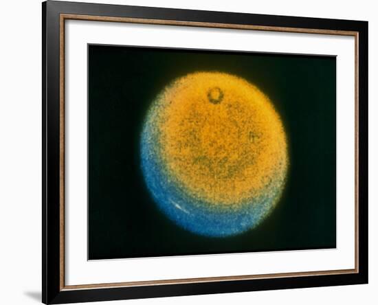 Planet Uranus, Taken by Voyager 2-null-Framed Photographic Print