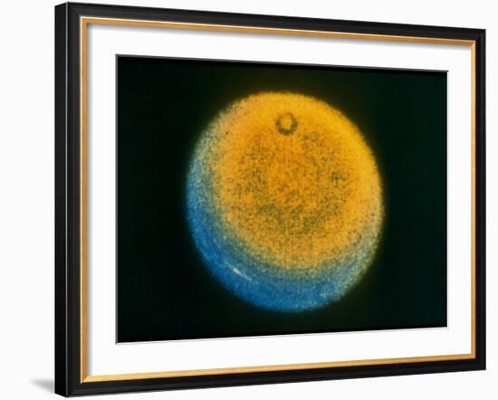 Planet Uranus, Taken by Voyager 2-null-Framed Photographic Print