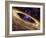 Planetary Disc Around a Pulsar, Artwork-Jpl-caltech-Framed Photographic Print