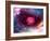 Planetary Formation, Conceptual Artwork-Victor Habbick-Framed Photographic Print