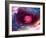 Planetary Formation, Conceptual Artwork-Victor Habbick-Framed Photographic Print