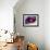 Planetary Formation, Conceptual Artwork-Victor Habbick-Framed Photographic Print displayed on a wall