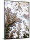 Premium Photographic Print
