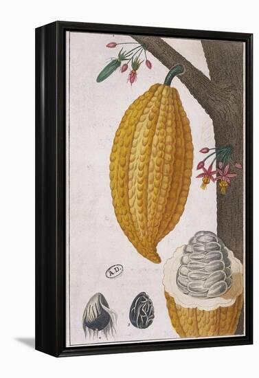 Plant and Fruit of Cacao Tree Theobroma Cacao, Colour Print-null-Framed Premier Image Canvas