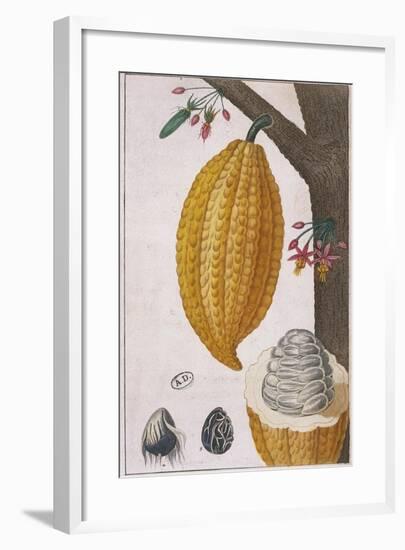 Plant and Fruit of Cacao Tree Theobroma Cacao, Colour Print-null-Framed Giclee Print