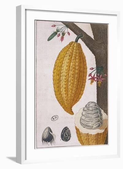 Plant and Fruit of Cacao Tree Theobroma Cacao, Colour Print-null-Framed Giclee Print